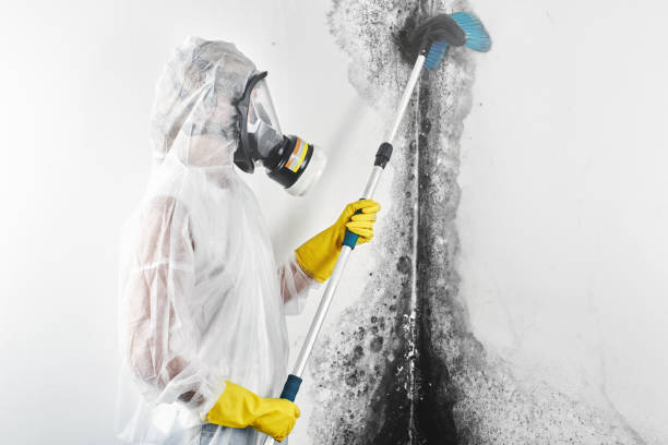Best Comprehensive Air Testing for Mold Contaminants  in Forestville, MD