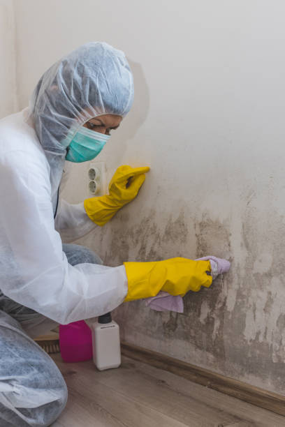 Best Black Mold Removal  in Forestville, MD